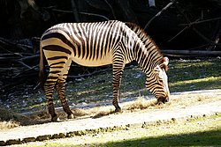 Hartmann-Bergzebra-3.JPG