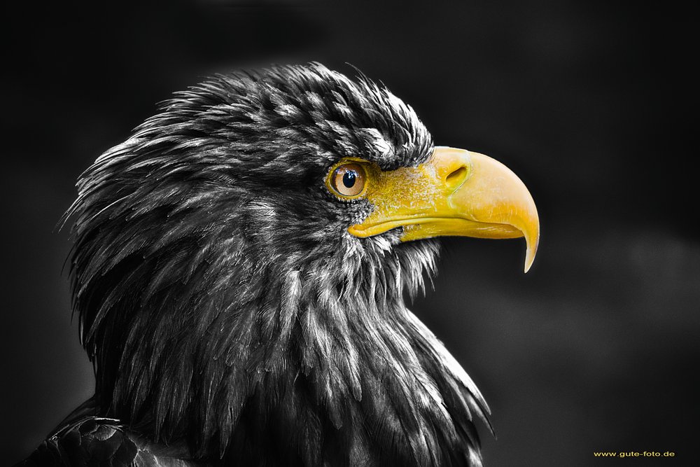 Adler.jpg