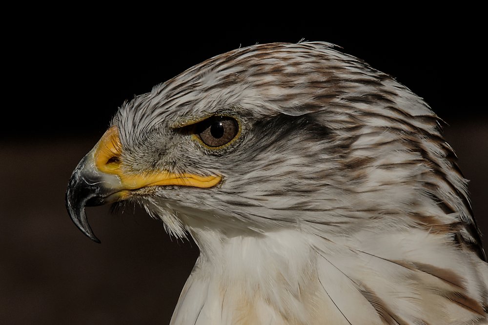 Königsrauhfußbussard-1.jpg