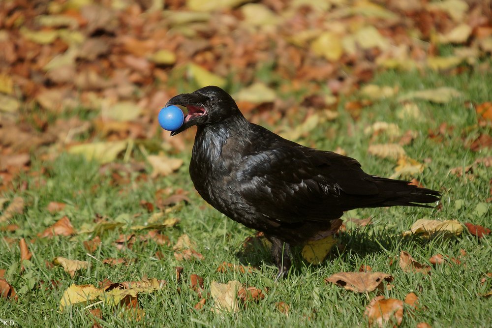 Krähe klaut Kindern Ihren Ball.jpg