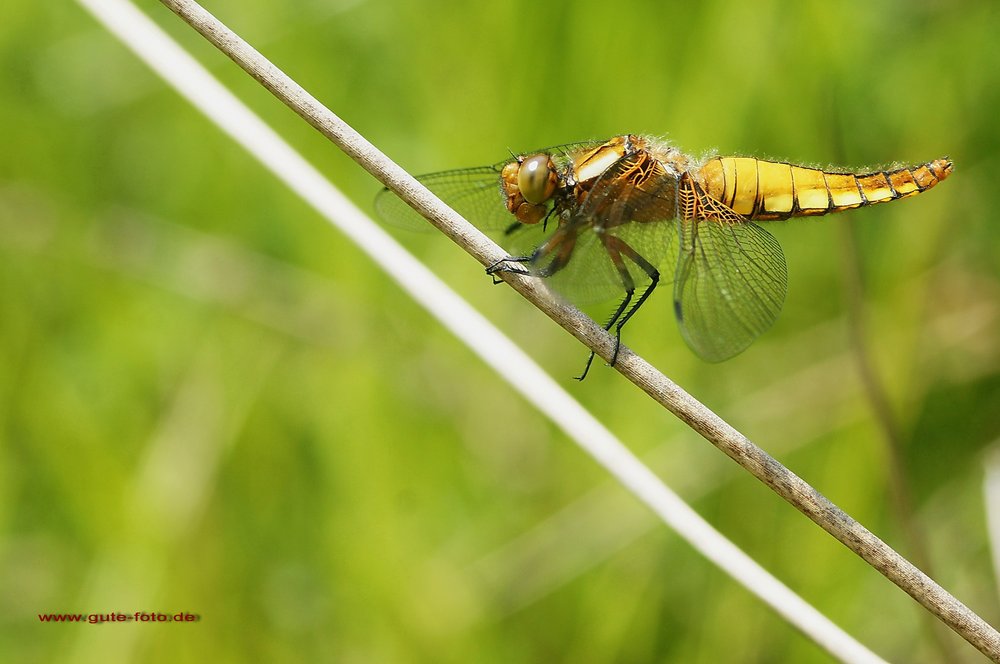 Plattbauch-Weibchen-001.jpg