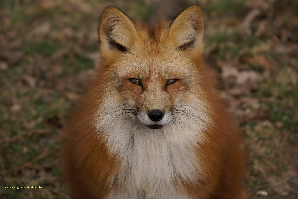 Rotfuchs.jpg