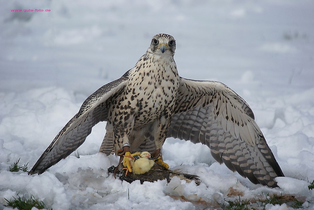 Saker-Falke.jpg