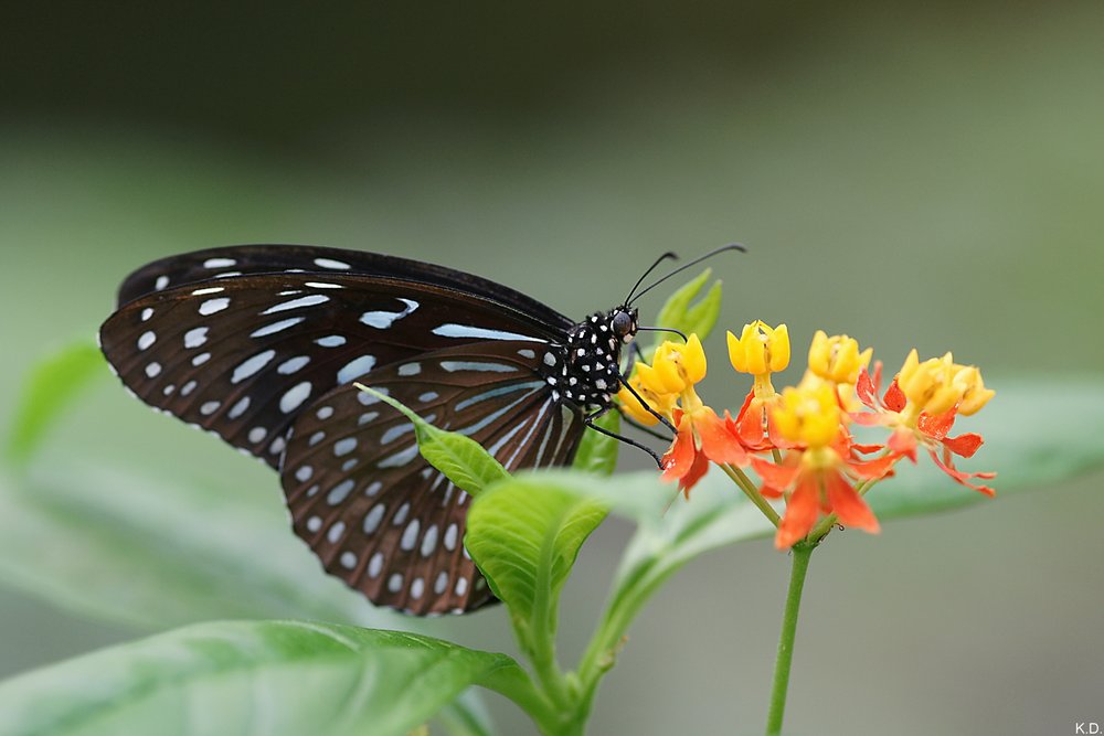 Schmetterling.jpg