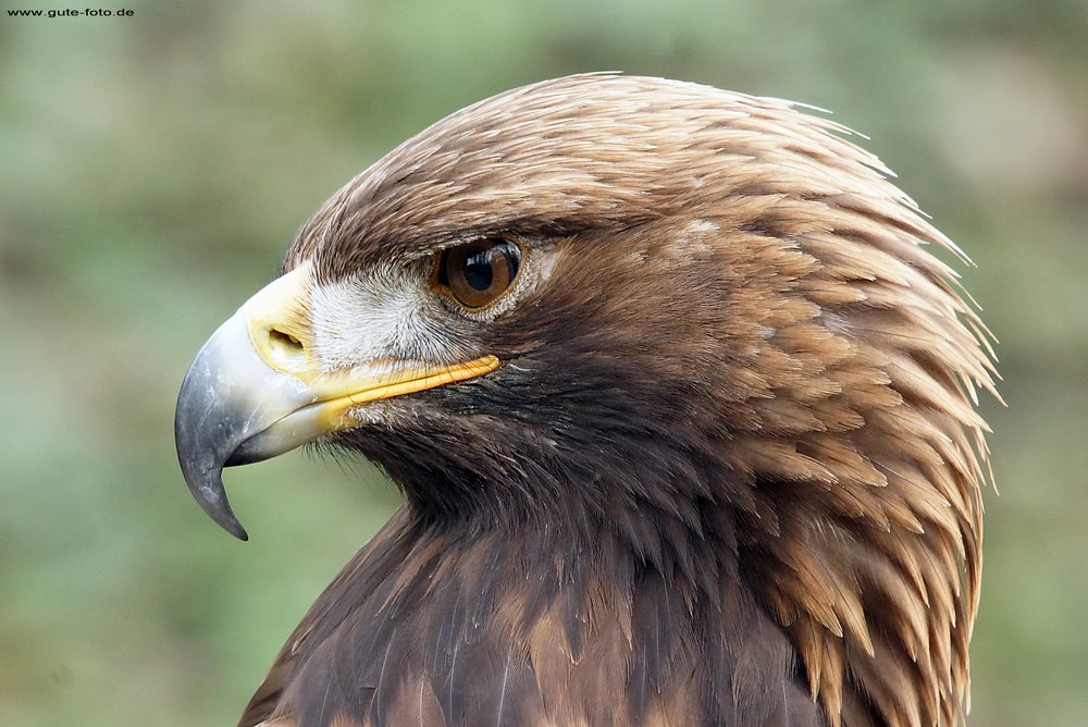Steinadler.jpg