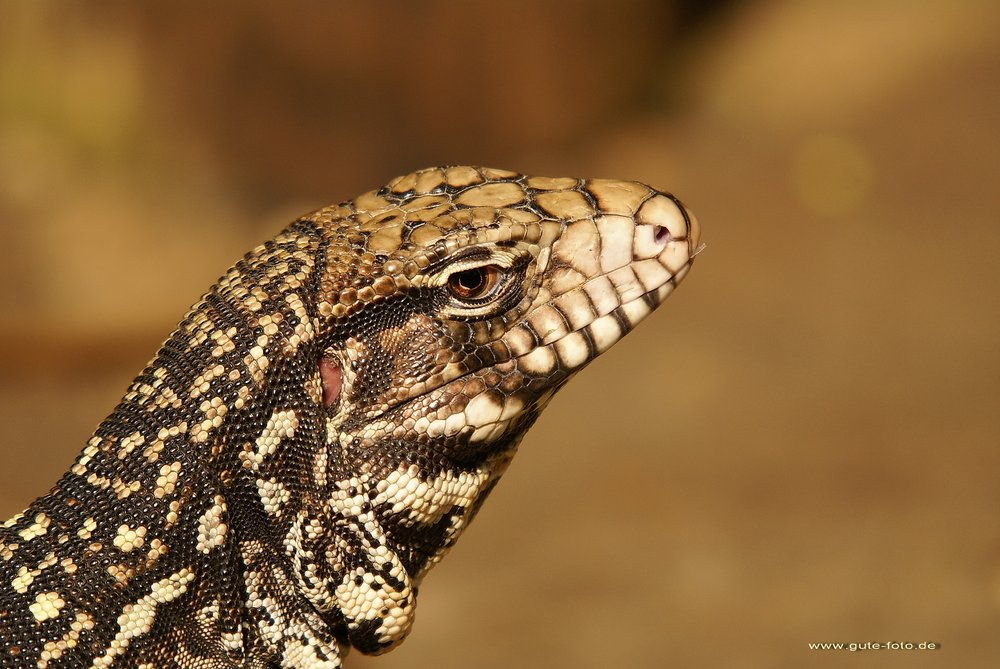 Tupinambis merianae.jpg