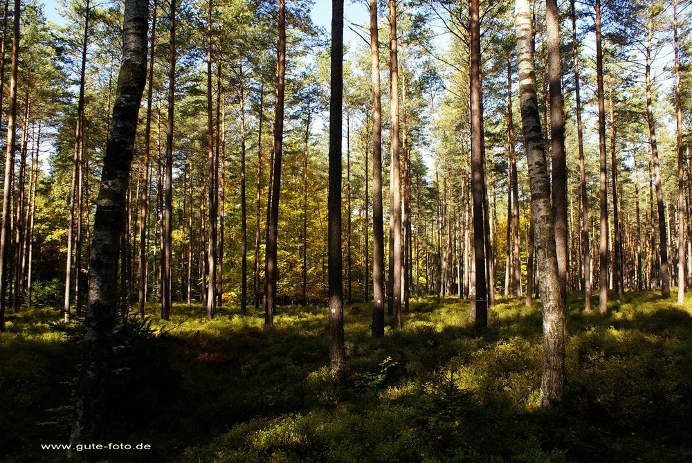 Wald.jpg