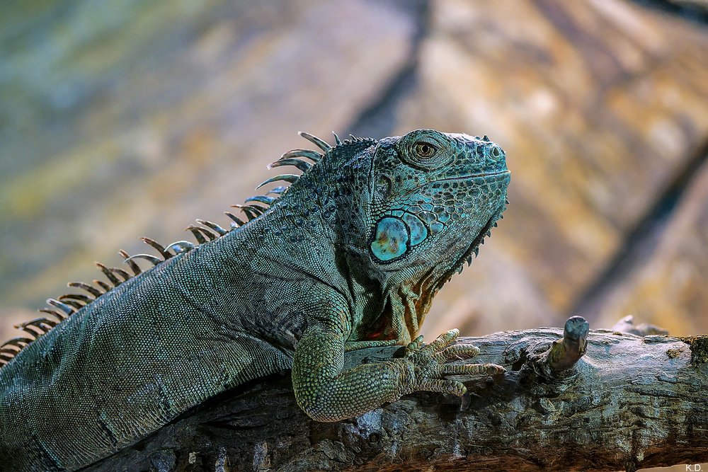 gruener-Leguan.jpg
