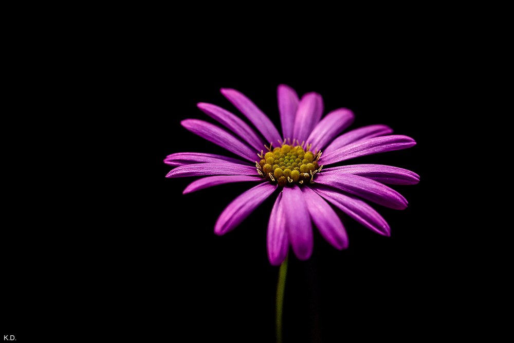 schöne Blume.jpg