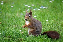 Eichhoernchen.jpg