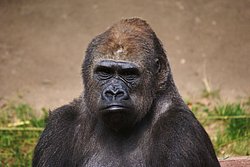 Gorilla-gelangweilt.jpg