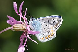 Himmelblauer Blaeuling.jpg