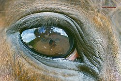 Im Auge.jpg