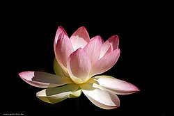 Lotus.jpg