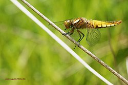 Plattbauch-Weibchen-001.jpg