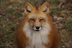 Rotfuchs.jpg