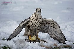 Saker-Falke.jpg