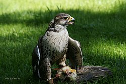 Sakerfalke-falco-cherrung.jpg