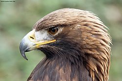 Steinadler.jpg