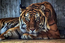 Tigerportait.jpg