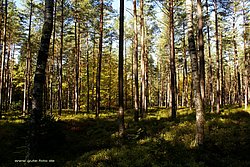 Wald.jpg