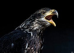 Weißkopfseeadler.jpg