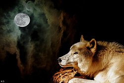 Wolf und sein Freund.jpg