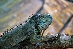 gruener-Leguan.jpg