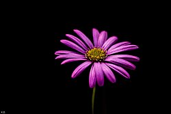 schöne Blume.jpg