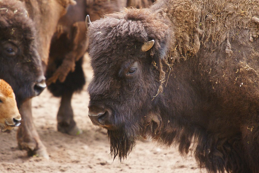 Bison-001.jpg