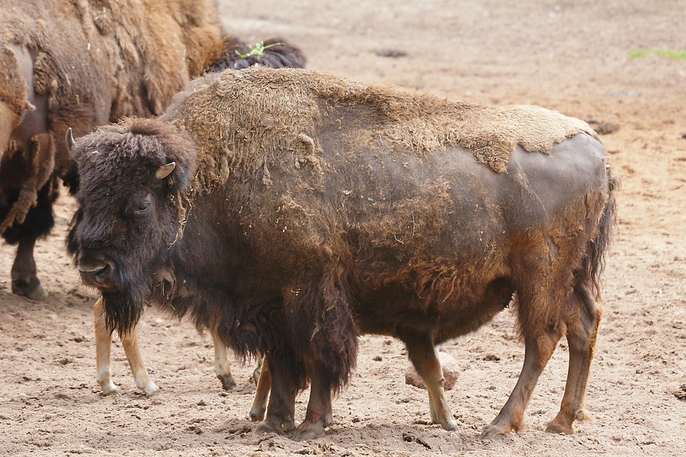 Bison-002.jpg