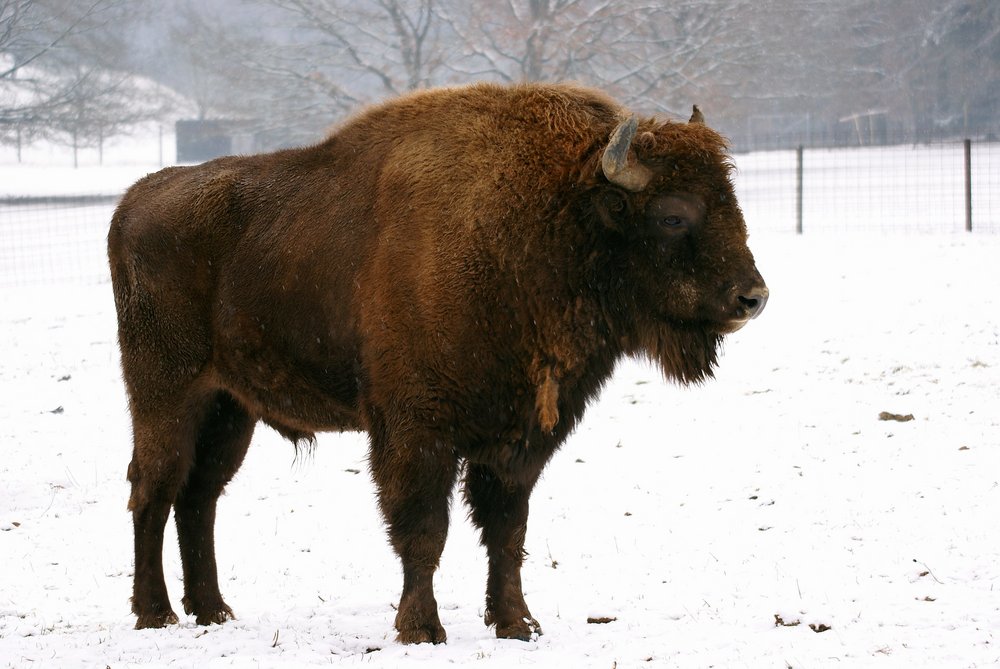 Bison-004.jpg