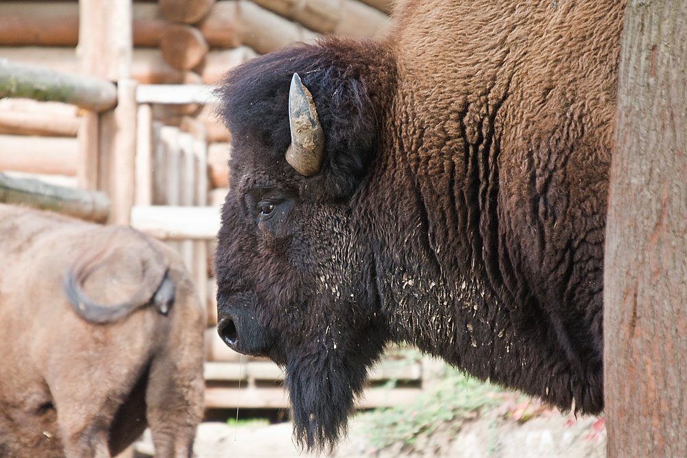 Bison-005.JPG