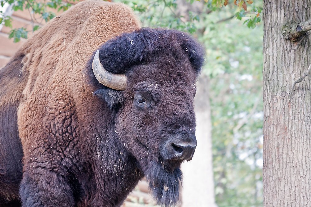Bison-006.JPG