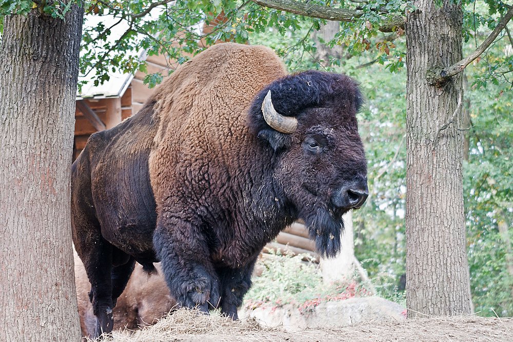 Bison-007.JPG