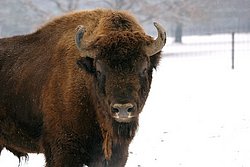 Bison-003.jpg