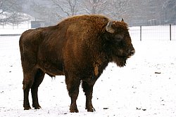 Bison-004.jpg