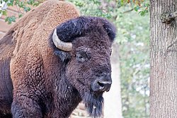 Bison-006.JPG