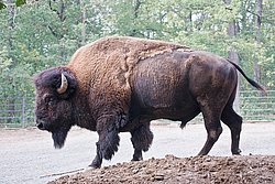 Bison-008.JPG