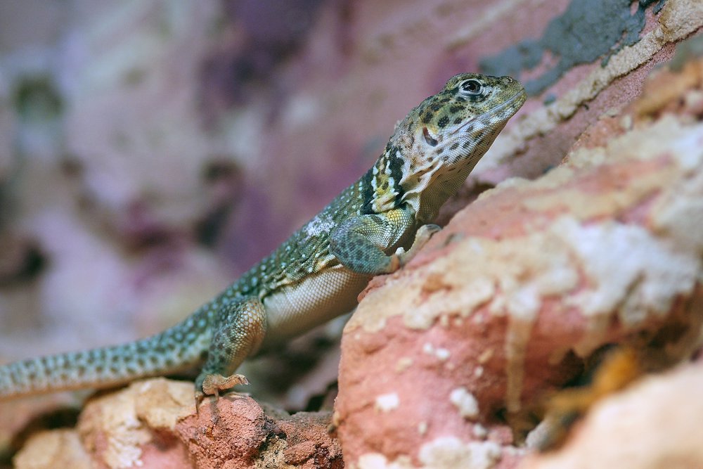 Blauer-Felsenleguan-07.JPG