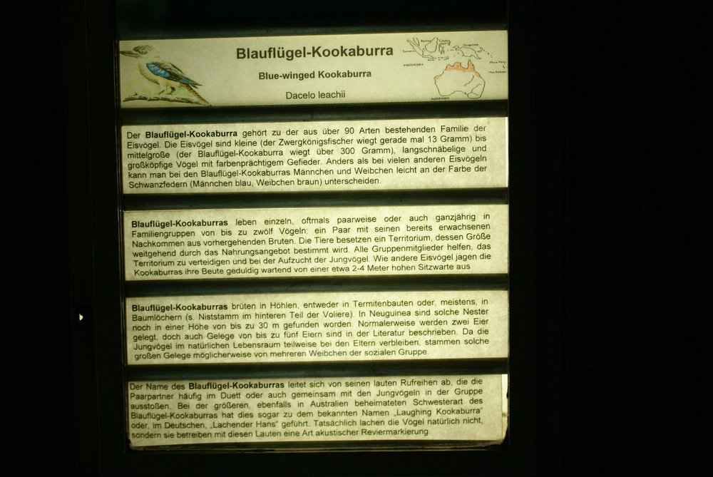 Blaufluegel-Kookaburr-5.JPG
