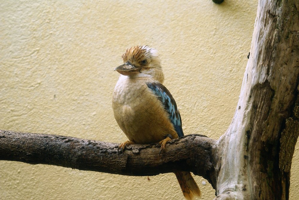 Blaufluegel-Kookaburra-1.JPG
