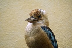 Blaufluegel-Kookaburr-2.JPG