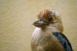 Blaufluegel-Kookaburr-3.JPG