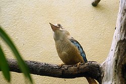 Blaufluegel-Kookaburr-4.JPG