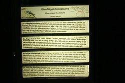 Blaufluegel-Kookaburr-5.JPG