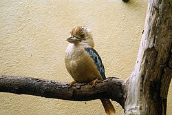 Blaufluegel-Kookaburra-1.JPG