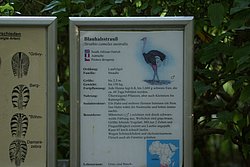 Blauhalsstrauss-6.JPG