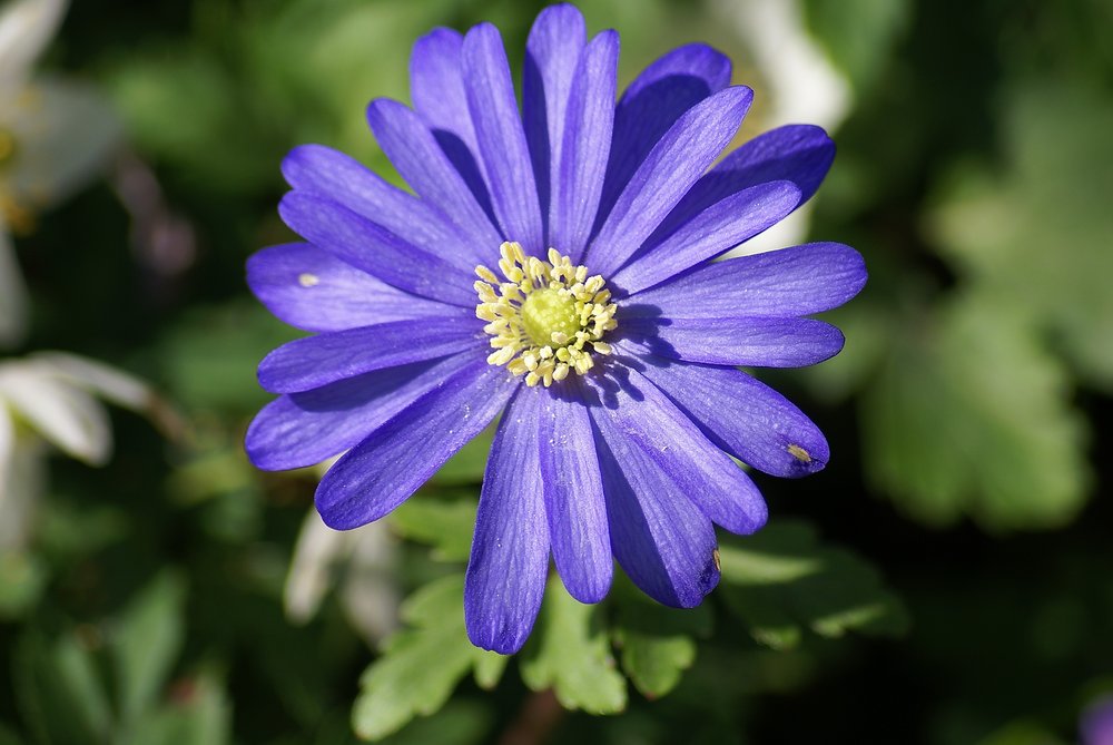 Anemone-Blanda- Blue-Shades-01.JPG