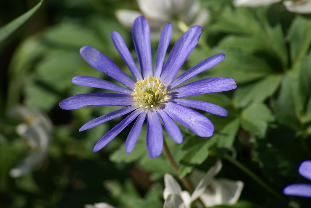 Anemone-Blanda-Blue-Shades-02.JPG